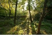 Photo: Natural Falls State Park