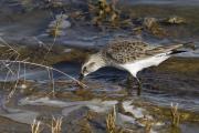 Photo: Salt Plains State Park